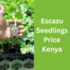 Escazu Seedlings Price Kenya
