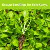 Escazu Seedlings for Sale Kenya