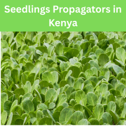 Seedlings Propagators in Kenya