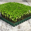 Seedlings for Sale in Kenya