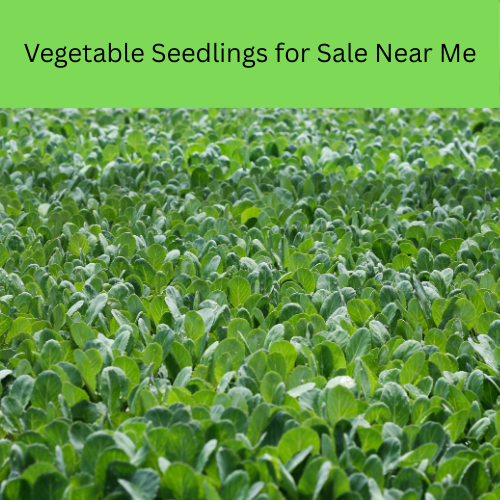 Vegetable Seedlings for Sale Near Me