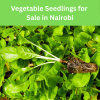 Vegetable Seedlings for Sale in Nairobi