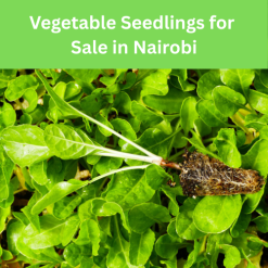 Vegetable Seedlings for Sale in Nairobi