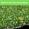 Where to Get Near Me Seedlings
