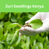 Zuri Seedlings Kenya