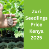 Zuri Seedlings Price Kenya 2025