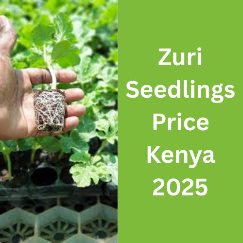 Zuri Seedlings Price Kenya 2025