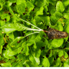 Zuri Seedlings for Sale Kenya