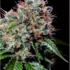 Zuri Seeds Near Me