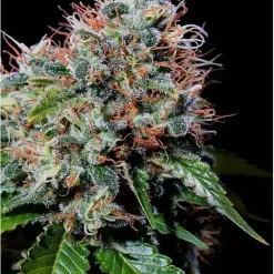 Zuri Seeds Near Me