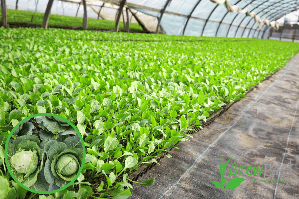 Cabbage Seedlings in Kenya