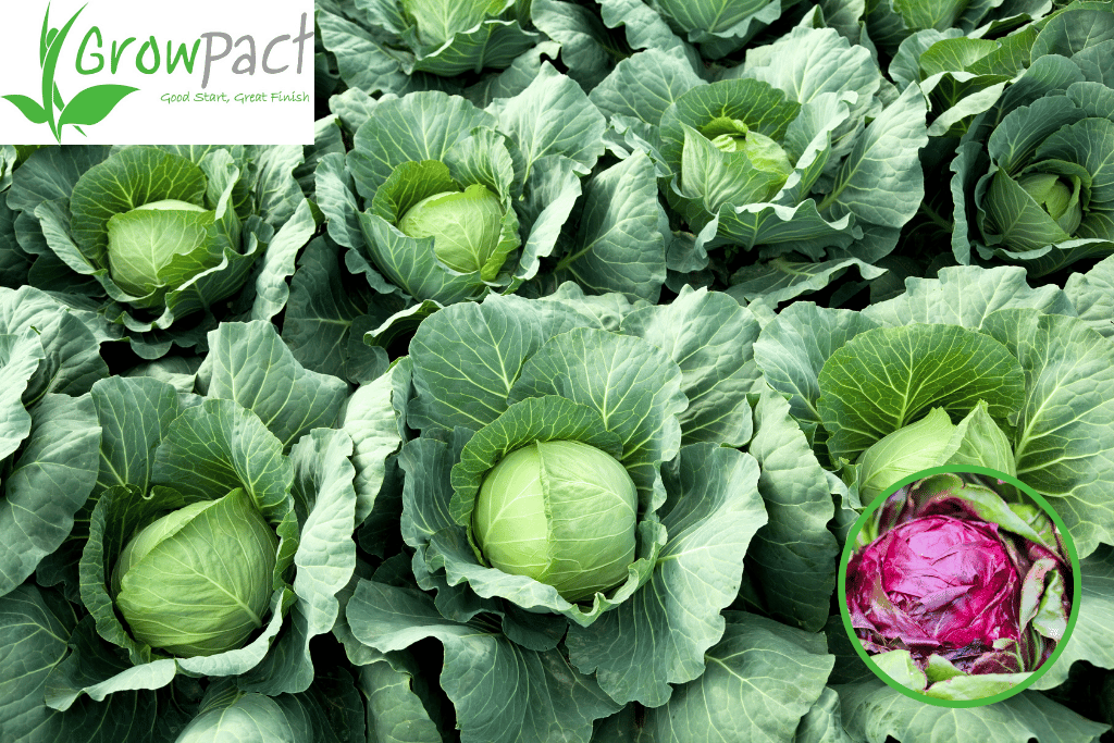 Cabbage Seedlings in Kenya