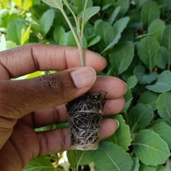 Ahadi Collard Seedlings