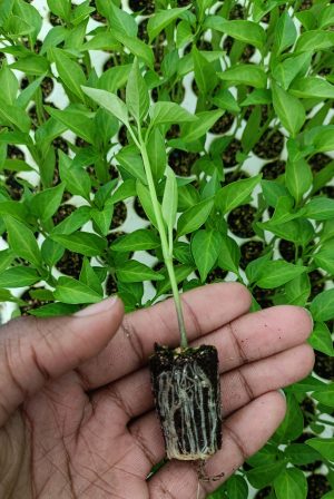 Indra