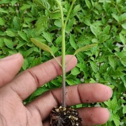 Raja