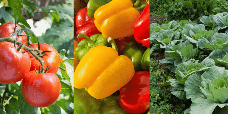 vegetable seedlings in Kenya