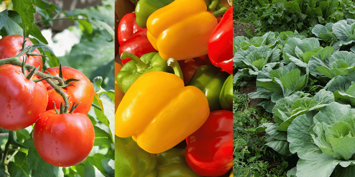 vegetable seedlings in Kenya