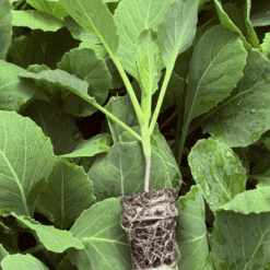 Jumbo Star cabbage with a large uniform head