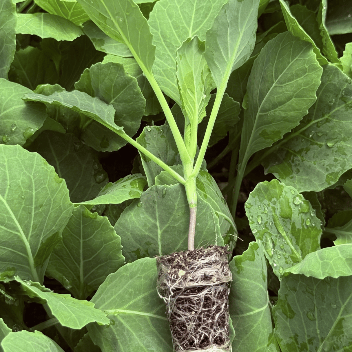 Jumbo Star cabbage with a large uniform head